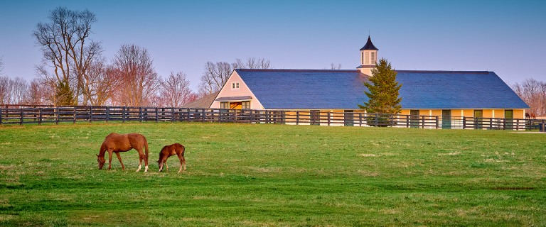 kentucky-horse-farm-communication